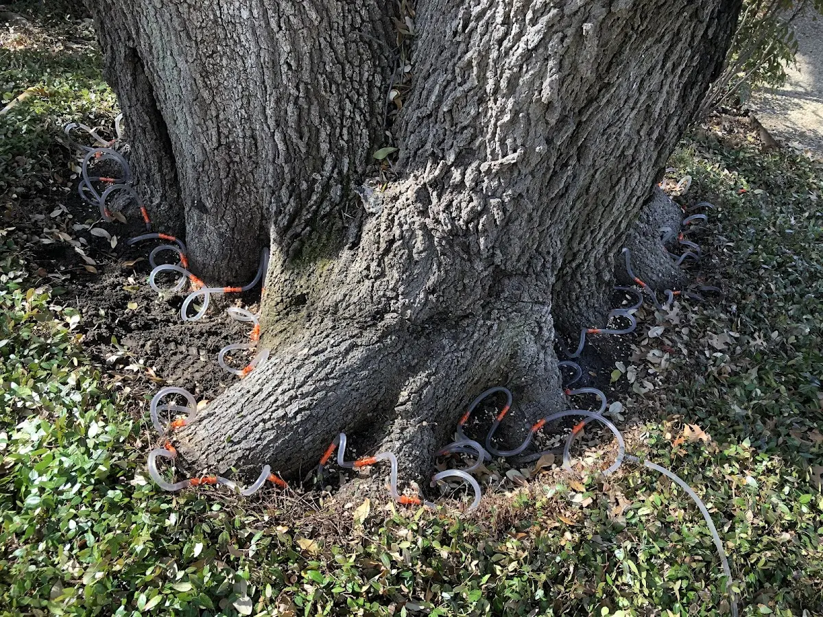 Detailed Tree Cabling and Bracing job site in Wingate